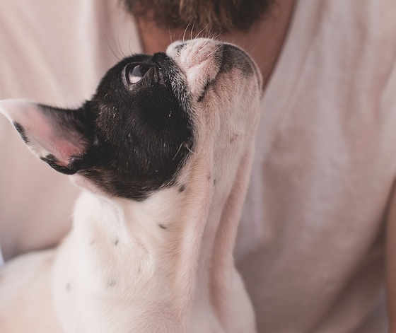 Levar o cão para passear é saudável para o animal e para o dono também