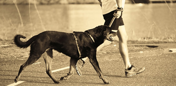 Você já pensou em se exercitar com seu animal de estimação?