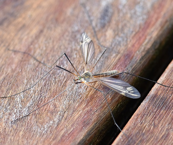 Proteção contra mosquitos