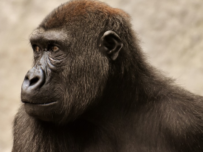 Células-tronco regeneram corações de macacos
