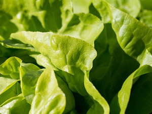 Vitamina K: nutrição de koração!